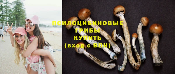 ГАЛЛЮЦИНОГЕННЫЕ ГРИБЫ Верея